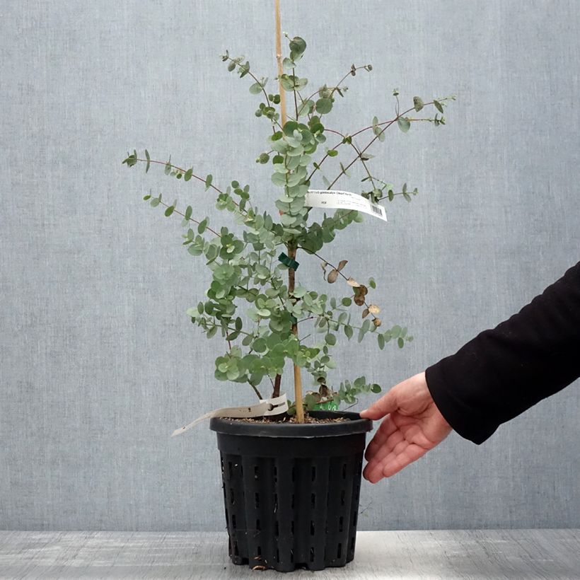 Eucalyptus goniocalyx Dwarf form 4L/5L pot sample as delivered in spring
