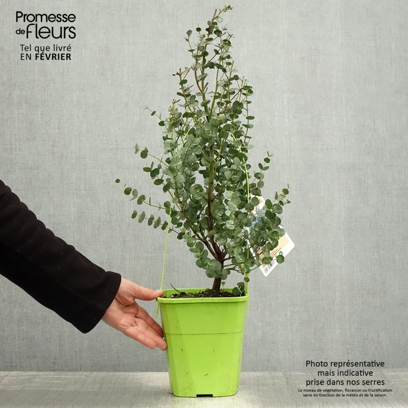 Eucalyptus gunnii Azura 3L/4L pot sample as delivered in winter