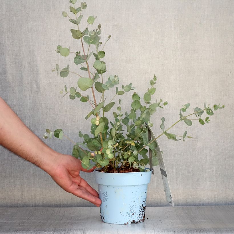 Eucalyptus gunnii Blaue Liebe 2L/3L pot sample as delivered in summer