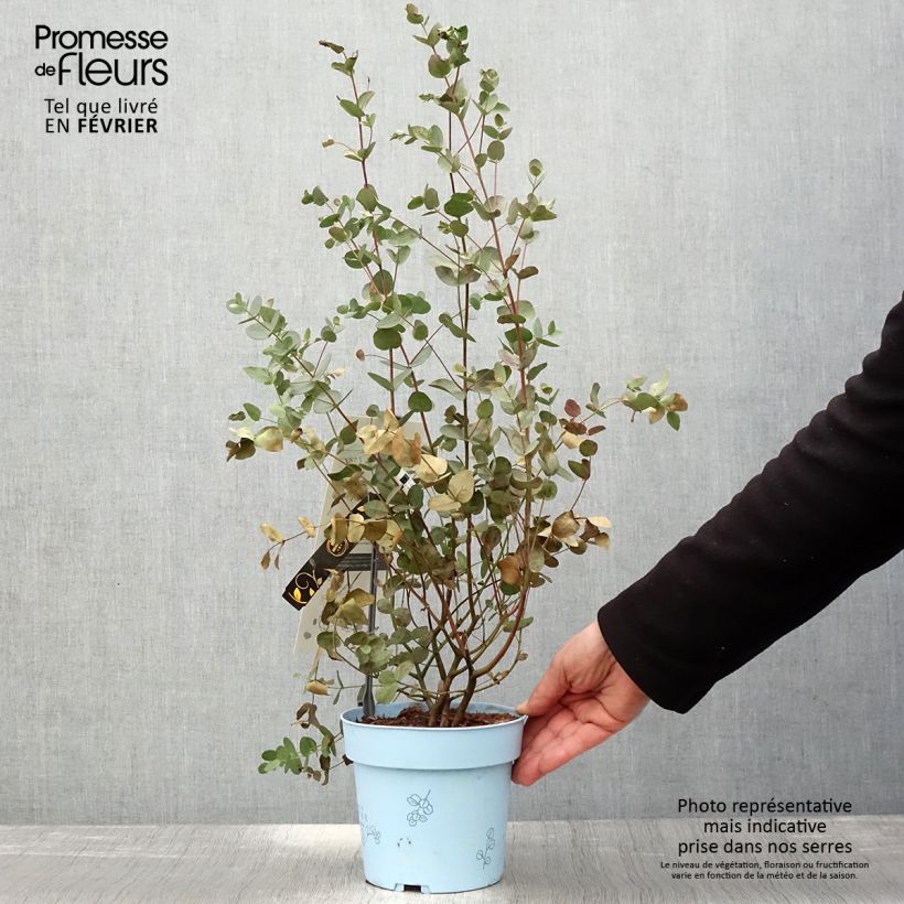 Eucalyptus gunnii Blaue Liebe 2L/3L pot sample as delivered in winter