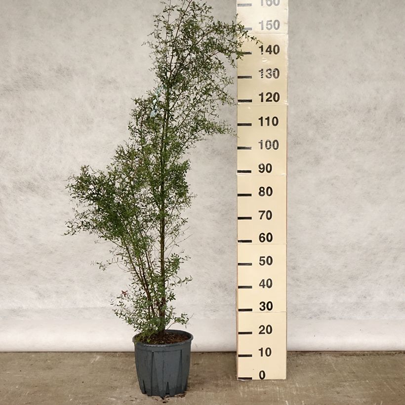 Eucalyptus gunnii France Bleu Rengun - Cider gum 7.5L/10L pot sample as delivered in spring