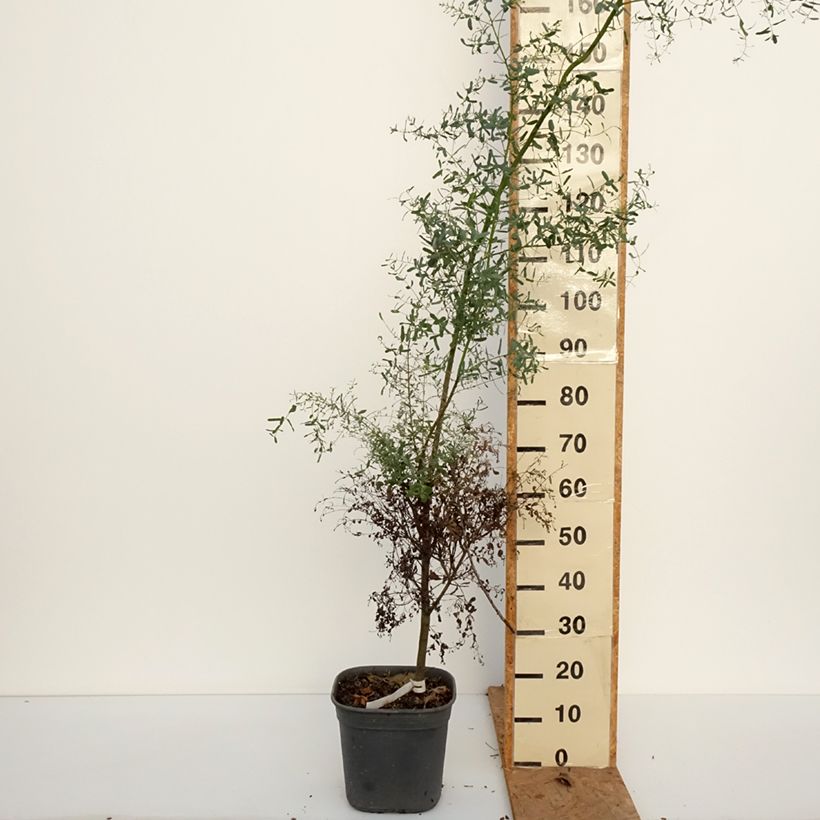 Eucalyptus gunnii France Bleu Rengun - Cider gum 7.5L/10L pot sample as delivered in autumn
