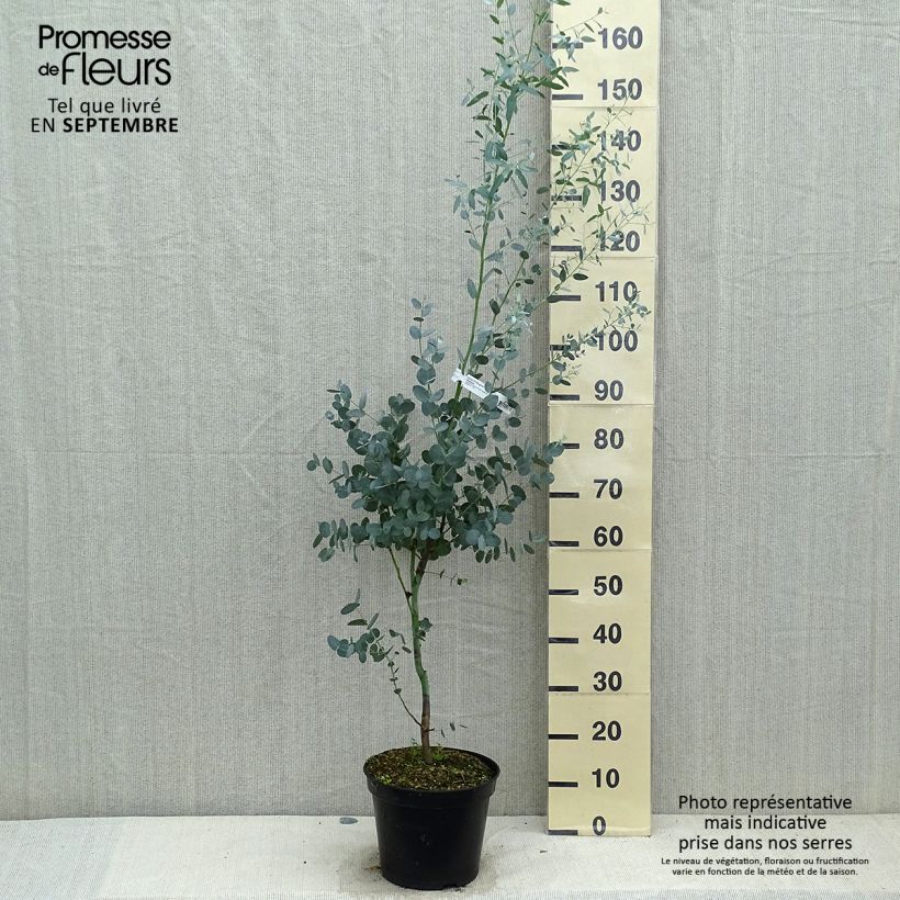 Eucalyptus gunnii Silverana 4L/5L pot sample as delivered in autumn