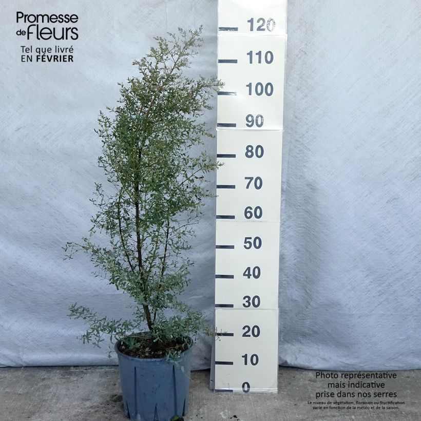 Eucalyptus gunnii Silverana 4L/5L pot sample as delivered in winter