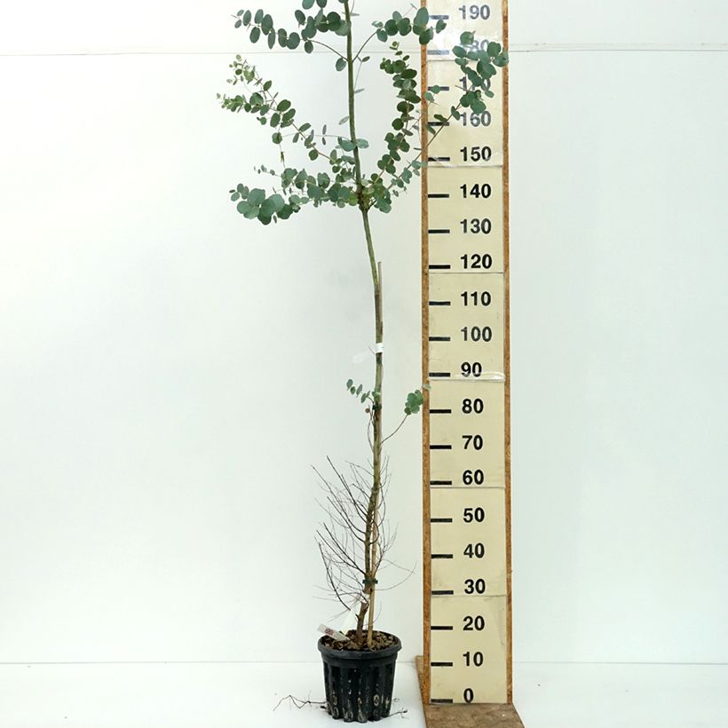 Eucalyptus gunnii subsp. divaricata 4L/5L pot sample as delivered in summer