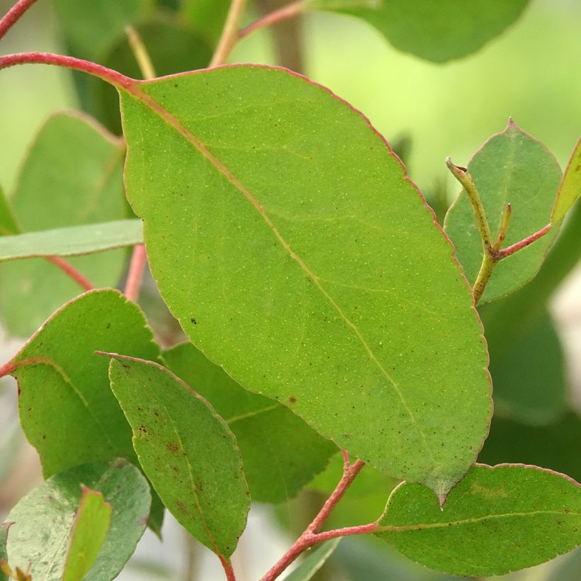 Eucalyptus johnstonii (Foliage)