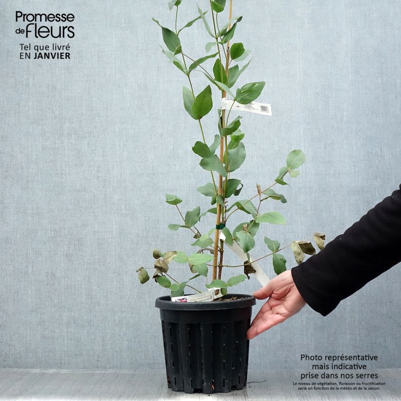 Eucalyptus kitsoniana 4L/5L pot sample as delivered in winter