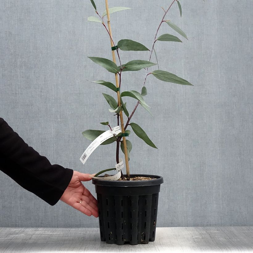 Eucalyptus lacrimans 4L/5L pot sample as delivered in spring