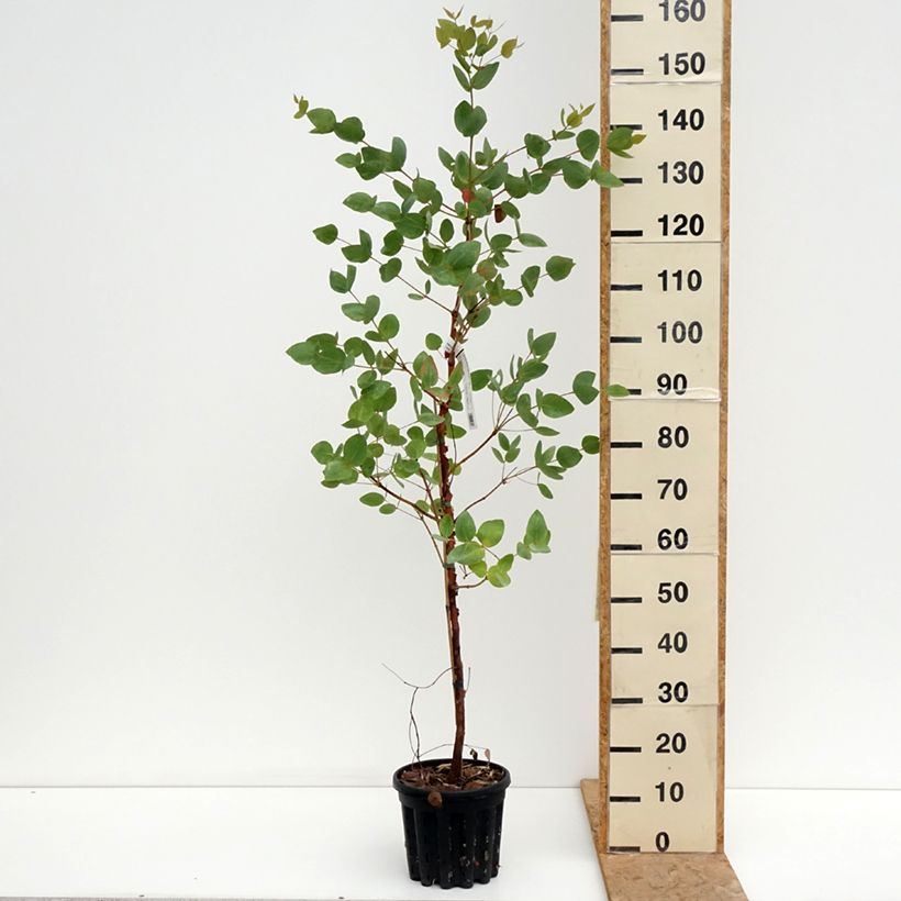 Eucalyptus leucoxylon Rosea 4L/5L pot sample as delivered in summer