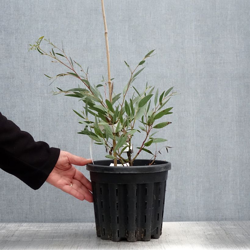 Eucalyptus mitchelliana 4L/5L pot sample as delivered in spring