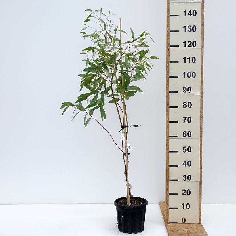Eucalyptus mitchelliana 4L/5L pot sample as delivered in autumn
