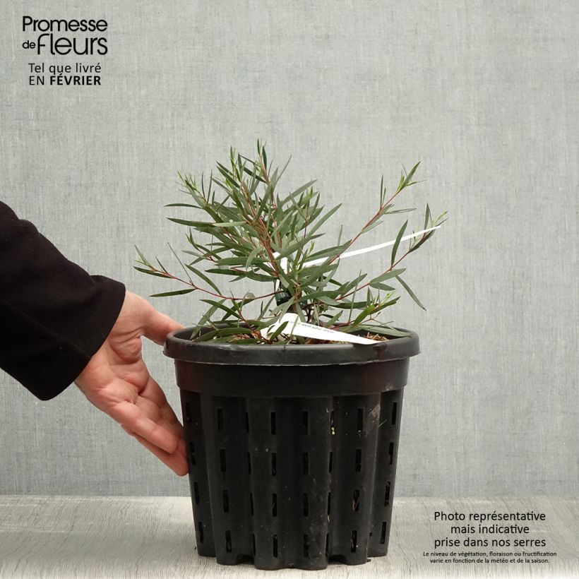 Eucalyptus moorei var. moorei 4L/5L pot sample as delivered in winter