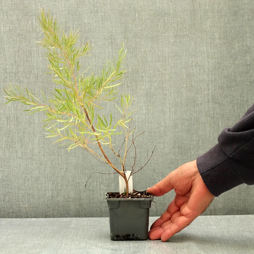 Eucalyptus nicholii 8/9 cm pot sample as delivered in summer