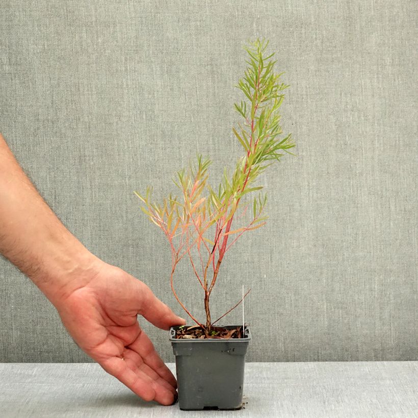 Eucalyptus nicholii 8/9 cm pot sample as delivered in spring