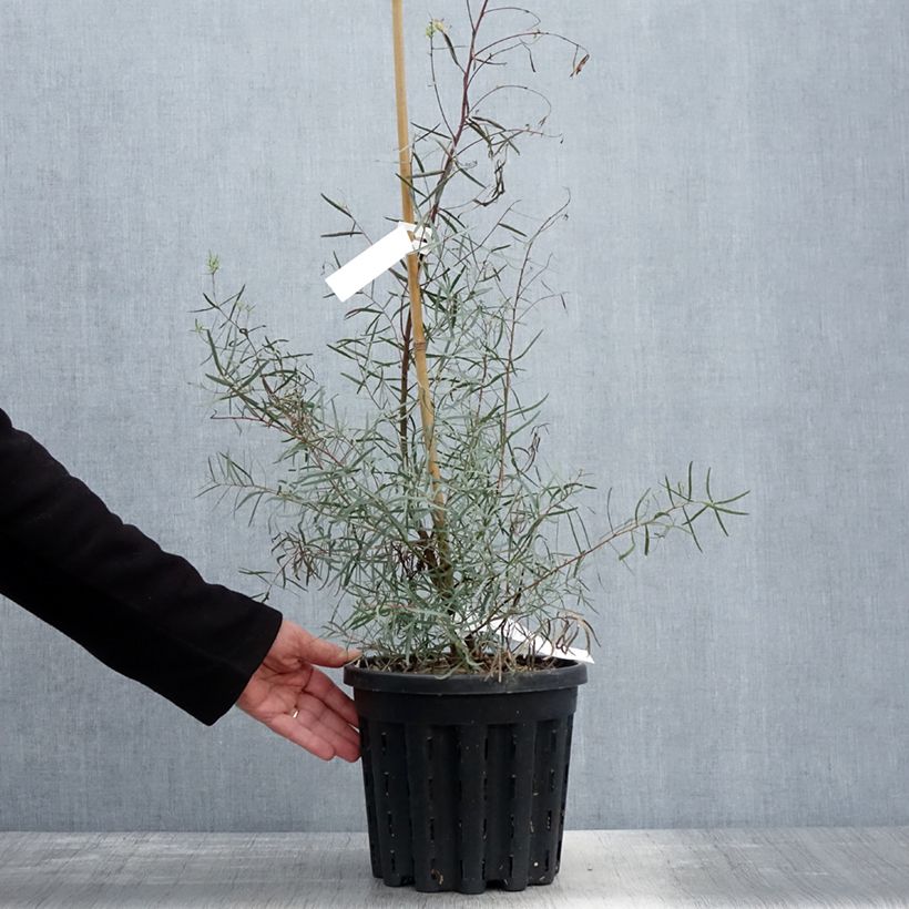 Eucalyptus nicholii 4L/5L pot sample as delivered in spring