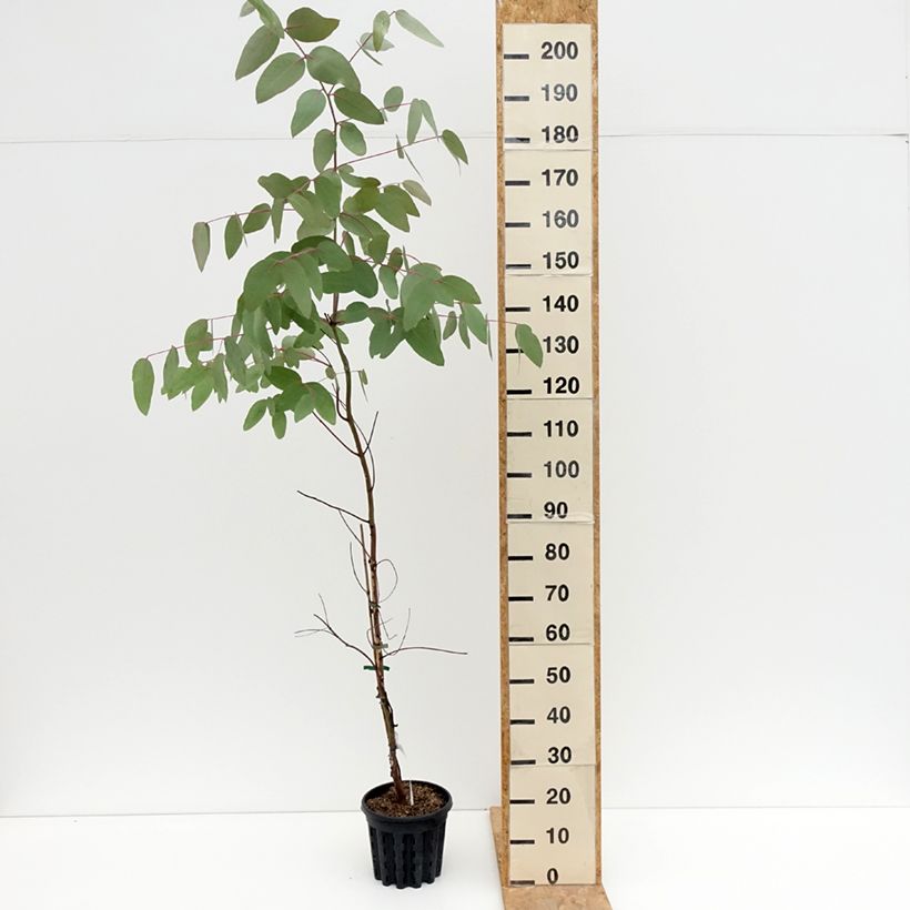 Eucalyptus nitens 4L/5L pot sample as delivered in summer