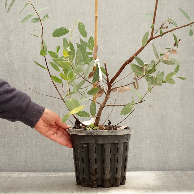 Eucalyptus nitida 4L/5L pot sample as delivered in autumn