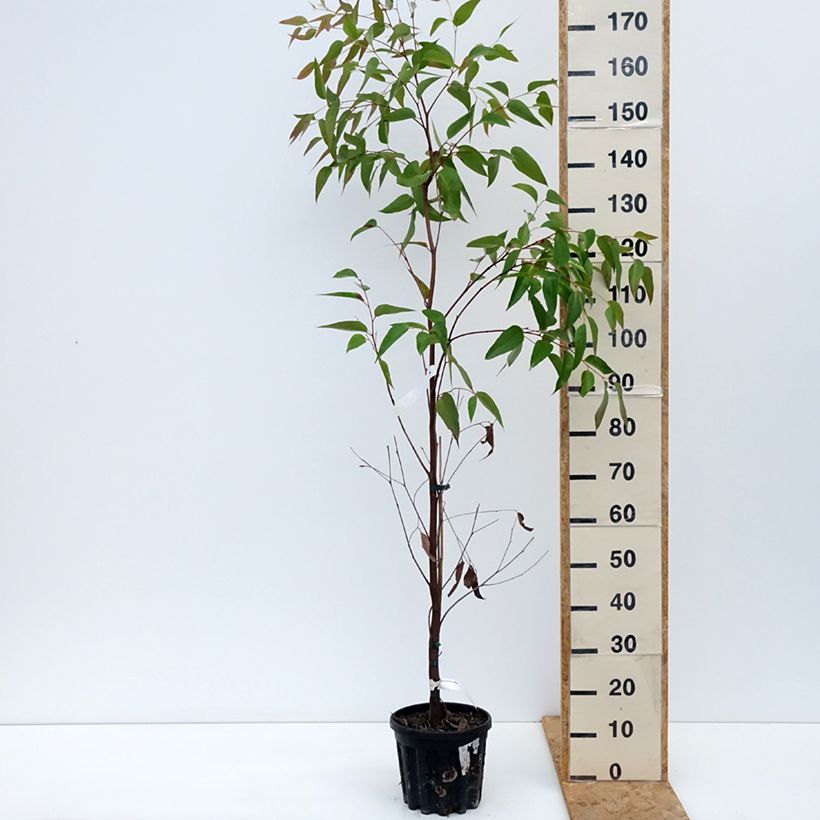 Eucalyptus obliqua 4L/5L pot sample as delivered in autumn