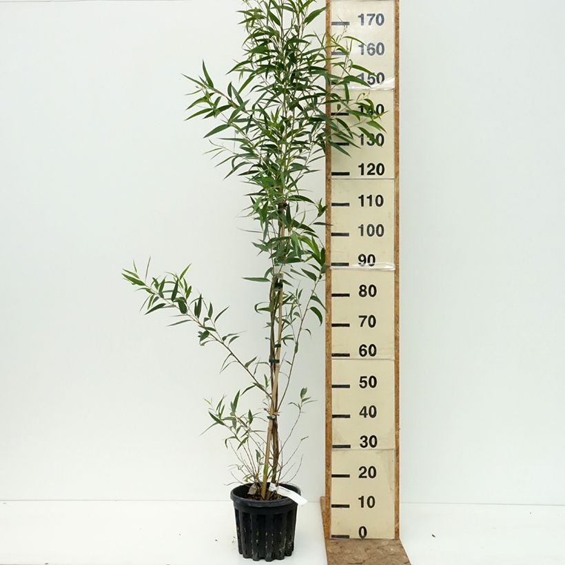 Eucalyptus paliformis  4L/5L pot sample as delivered in summer