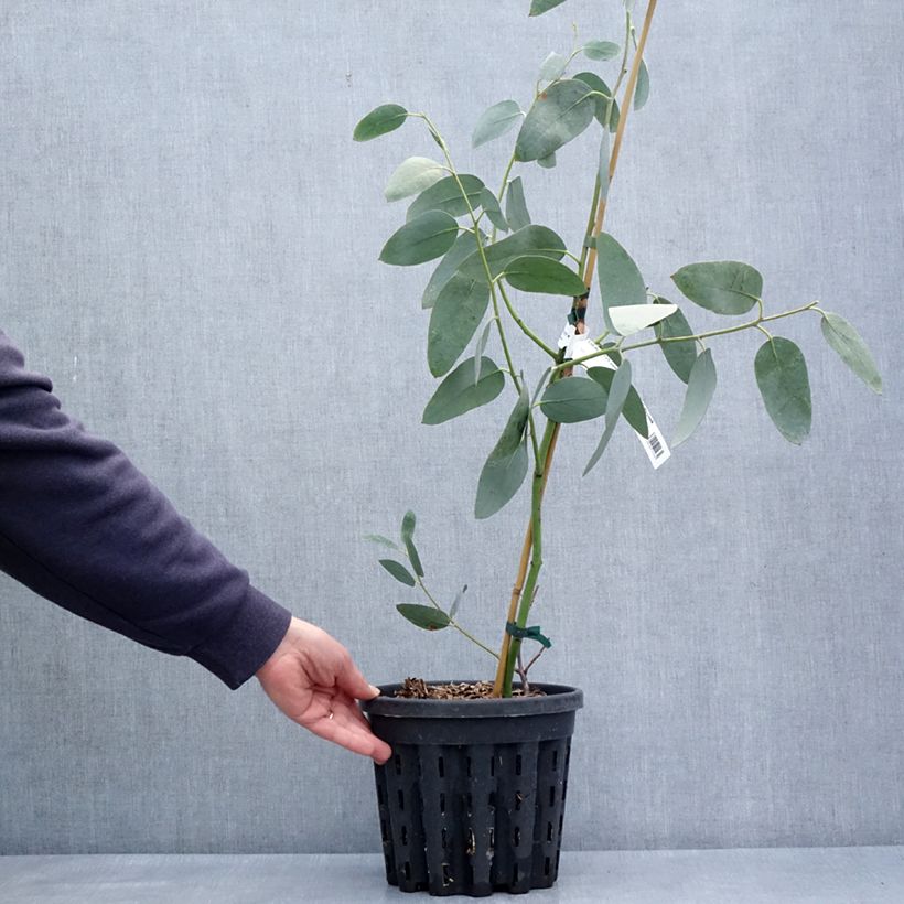 Eucalyptus pauciflora subsp. hedraia Falls Creek 4L/5L pot sample as delivered in spring