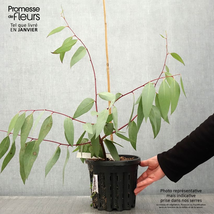 Eucalyptus pauciflora subsp. niphophila Mt Bogong 4L/5L pot sample as delivered in winter