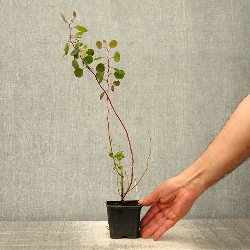 Eucalyptus polyanthemos 8/9 cm pot sample as delivered in spring