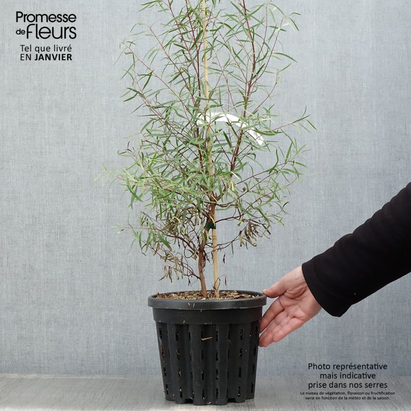 Eucalyptus pulchella 4L/5L pot sample as delivered in winter