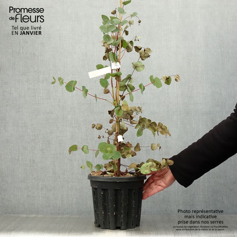 Eucalyptus rubida 4L/5L pot sample as delivered in winter