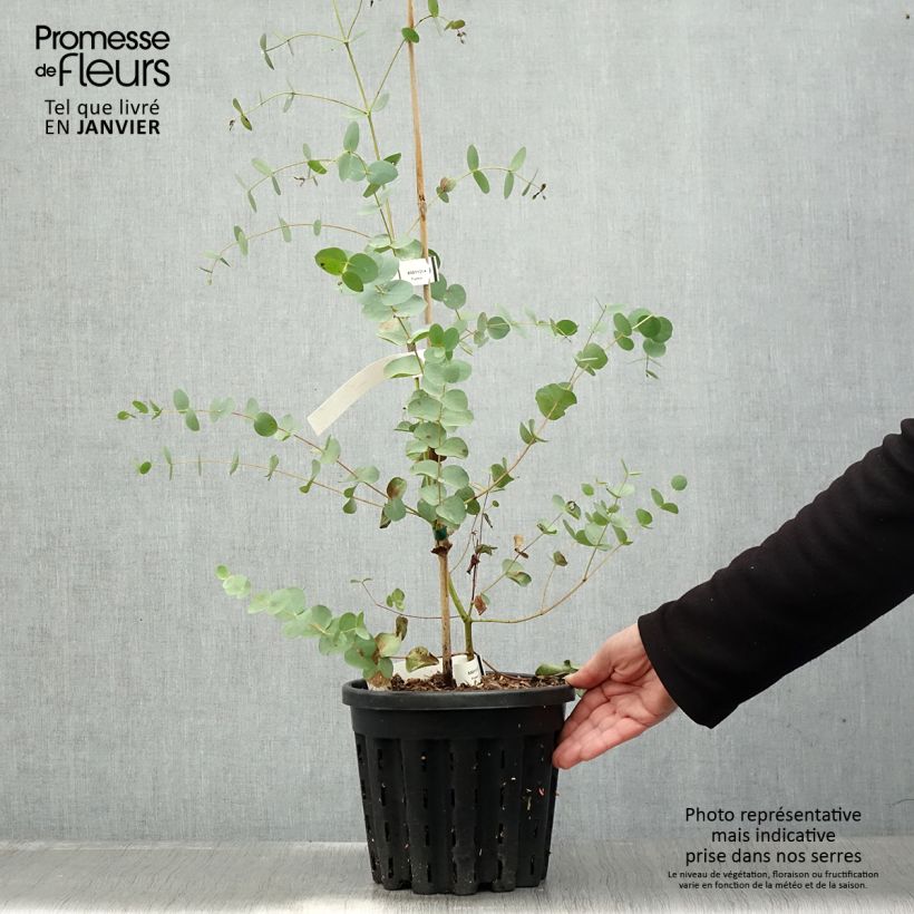 Eucalyptus saxatilis 4L/5L pot sample as delivered in winter