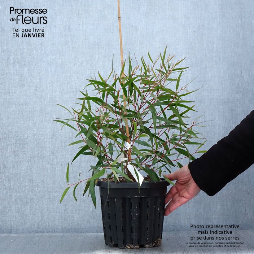 Eucalyptus stricta 4L/5L pot sample as delivered in winter
