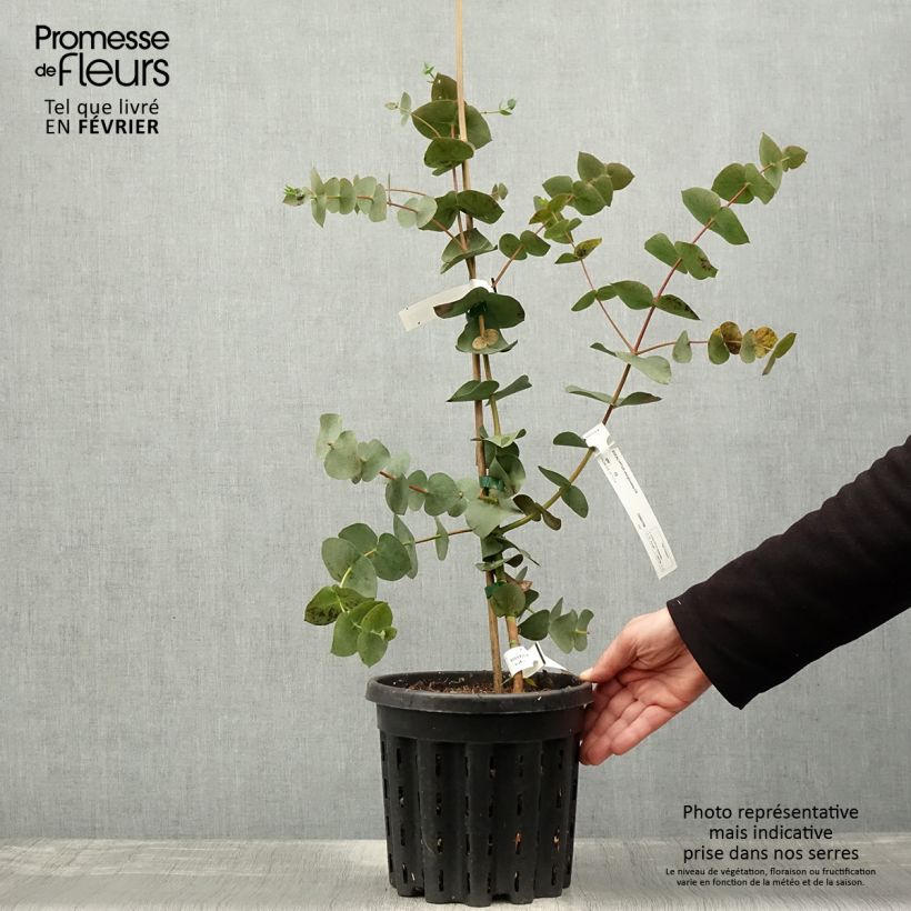 Eucalyptus sturgissiana 4L/5L pot sample as delivered in winter
