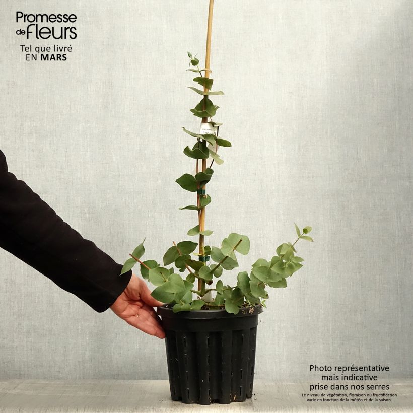 Eucalyptus sturgissiana 4L/5L pot sample as delivered in spring