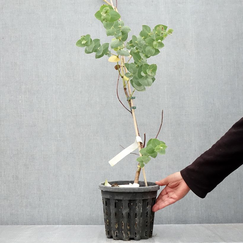 Eucalyptus sturgissiana 4L/5L pot sample as delivered in autumn