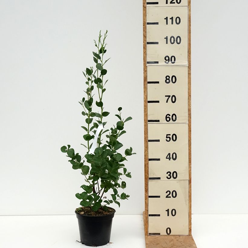 Eucalyptus subcrenulata 4L/5L pot sample as delivered in autumn