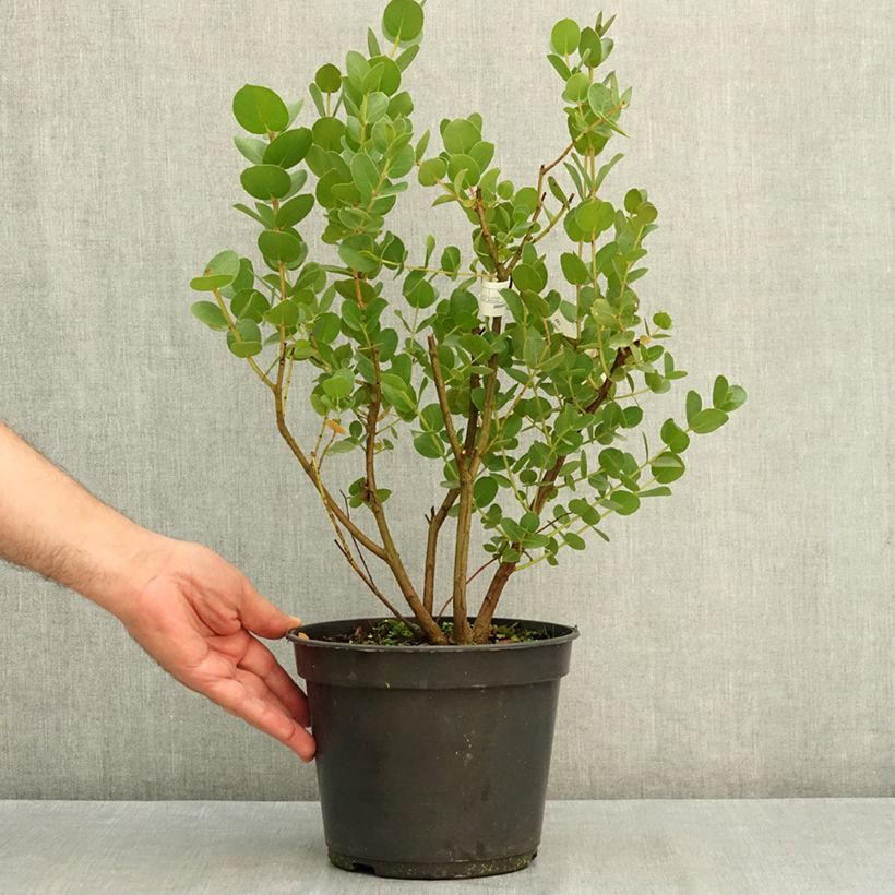 Eucalyptus subcrenulata 4L/5L pot sample as delivered in summer