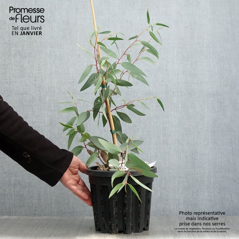 Eucalyptus tetraptera 4L/5L pot sample as delivered in winter