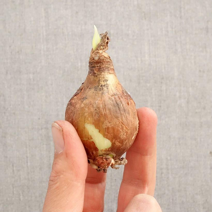 Eucharis amazonica - Amazon lily Bulb size I sample as delivered in spring