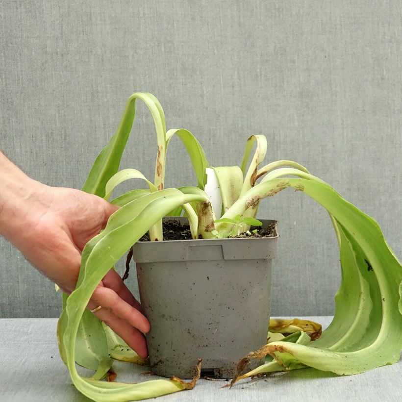 Eucomis autumnalis - Pineapple flower 2L/3L pot size 14/16 sample as delivered in autumn