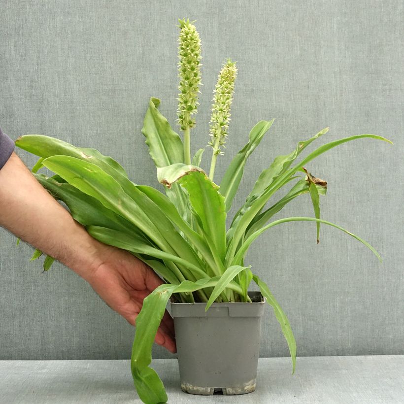 Eucomis autumnalis - Pineapple flower 2L/3L pot size 14/16 sample as delivered in summer