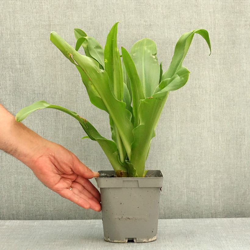 Eucomis autumnalis - Pineapple flower 2L/3L pot size 14/16 sample as delivered in spring