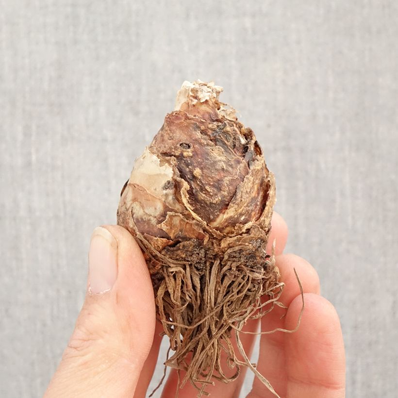 Eucomis bicolor Alba - Variegated pineapple lily Bulb size 16+ sample as delivered in spring