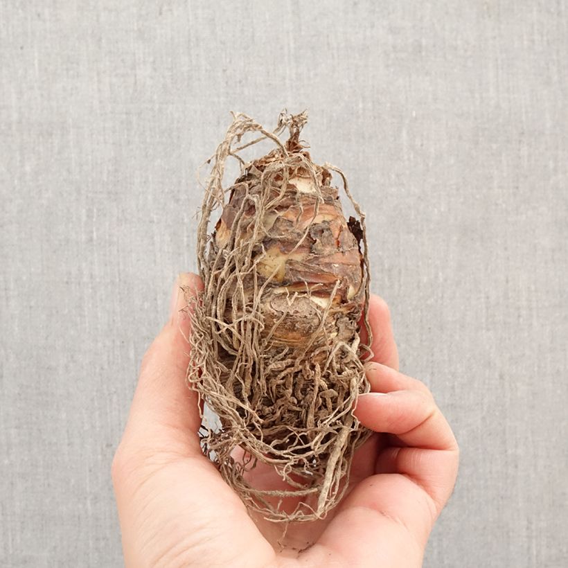 Eucomis comosa Pink Gin - Pineapple flower Bulb size 16/18 sample as delivered in spring