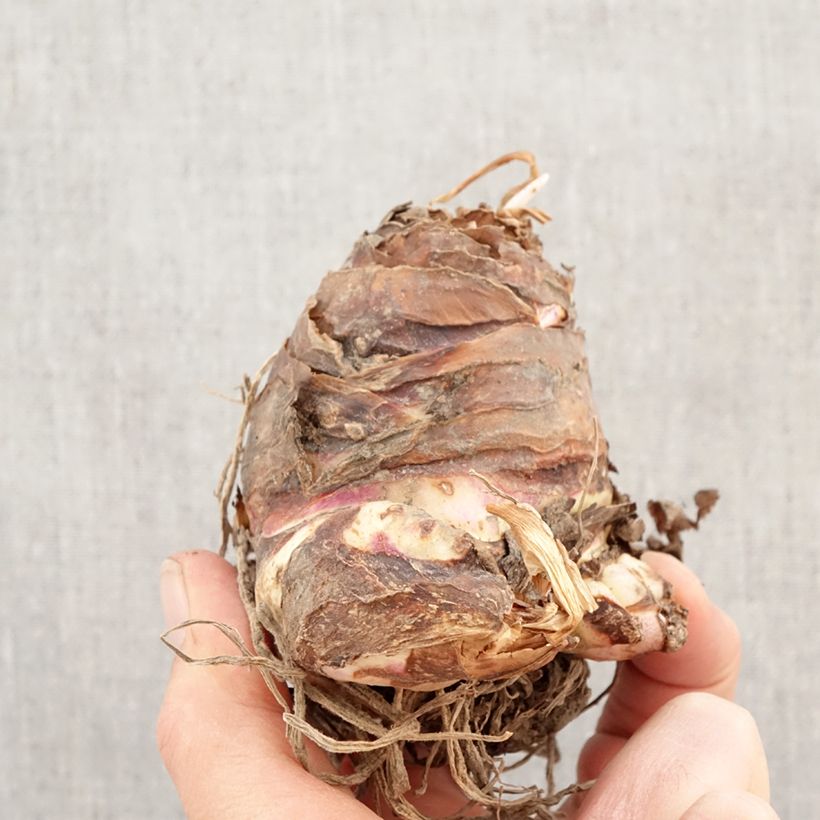 Eucomis comosa Sparkling Rosy - Pineapple flower Bulb size 18/20 sample as delivered in spring