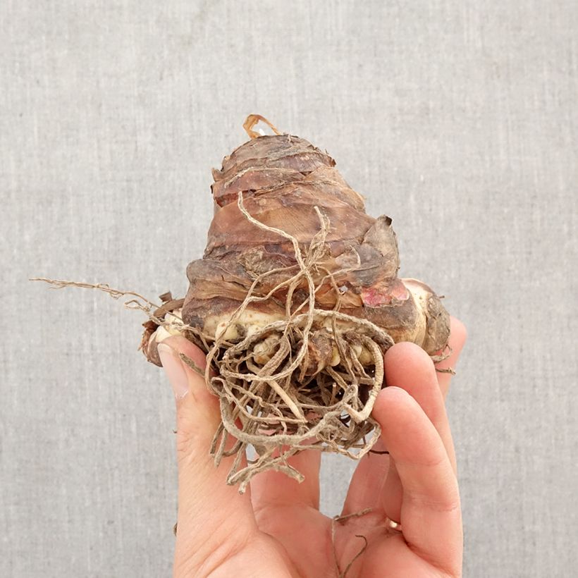 Eucomis Playa Blanca - Pineapple flower Bulb size 18/20 sample as delivered in spring