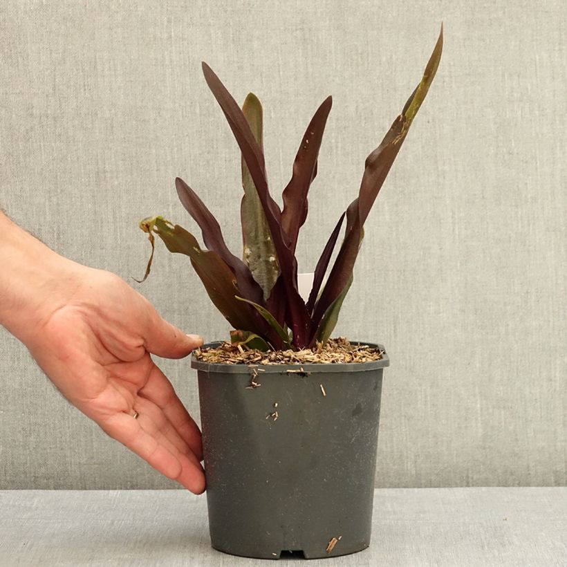 Eucomis Purple Reign® - Pineapple lily 1L/1.5L pot size 14+ sample as delivered in summer
