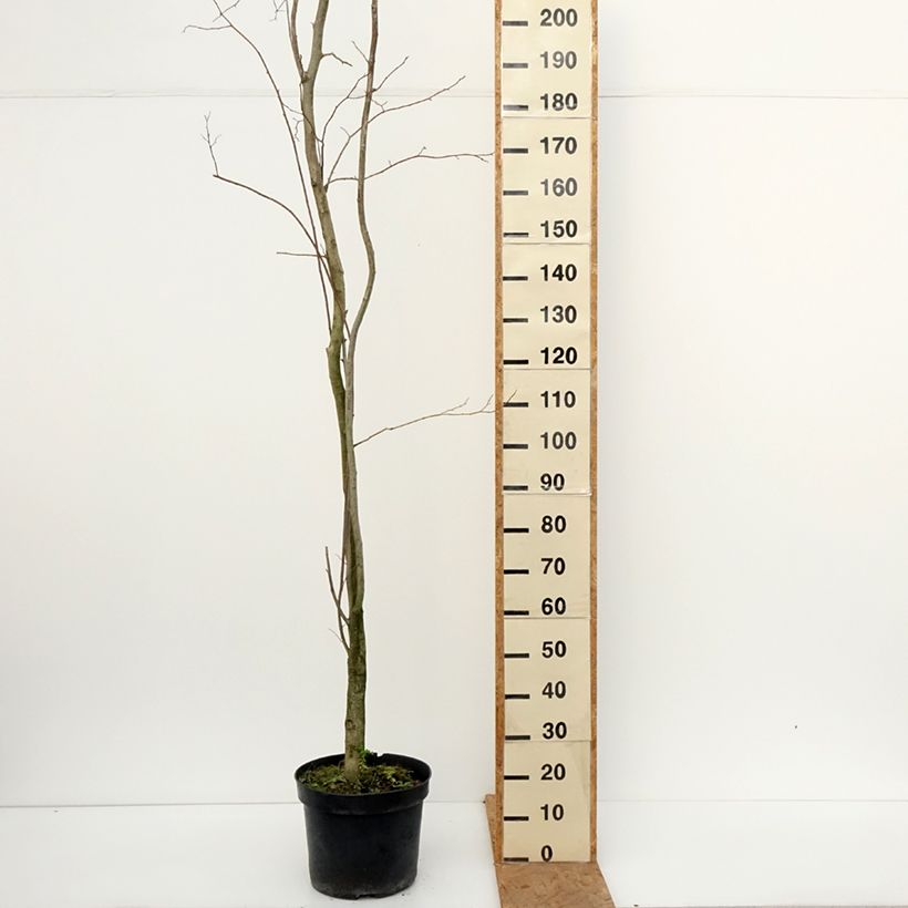 Eucommia ulmoides - Hardy Rubber Tree 7.5L/10L pot sample as delivered in autumn