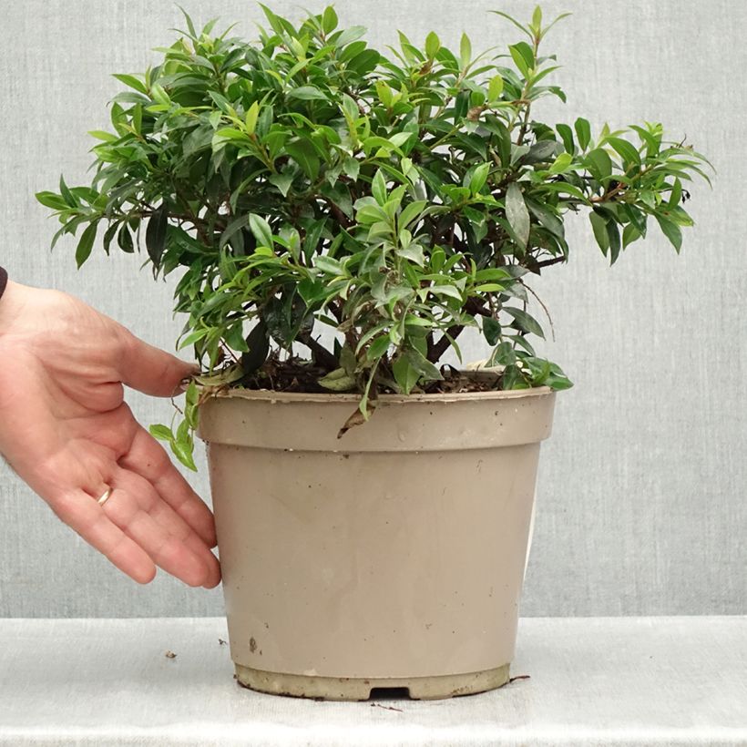 Eugenia myrtifolia Compacta   4L/5L pot sample as delivered in autumn