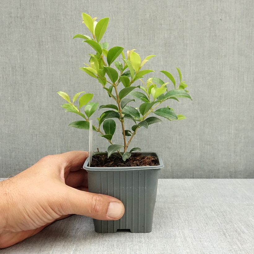 Eugenia myrtifolia New Port 8/9 cm pot sample as delivered in summer