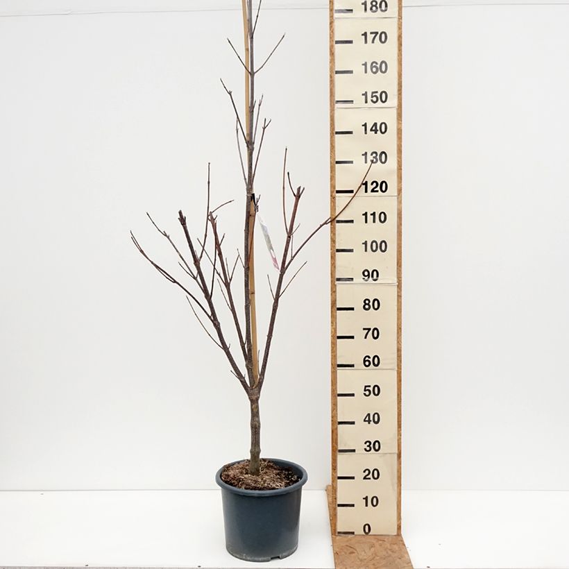 Tetradium daniellii 7.5L/10L pot sample as delivered in autumn