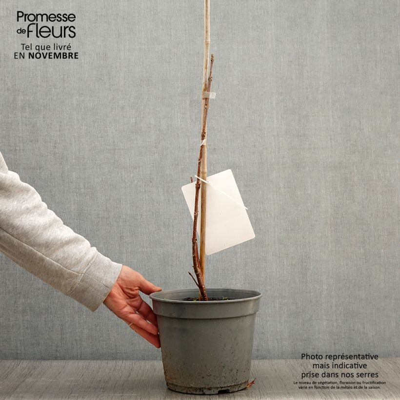 Tetradium daniellii 4L/5L pot sample as delivered in autumn